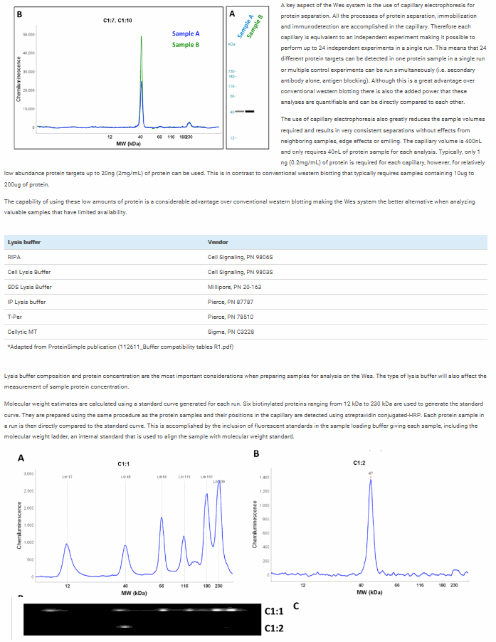 Western Blot Service - Altogen Labs